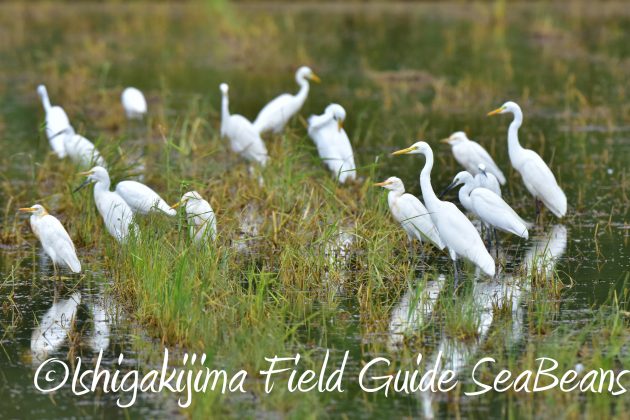 8.28石垣島バードウオッチング＆野鳥撮影2