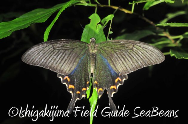 8月10日石垣島ナイトツアー12