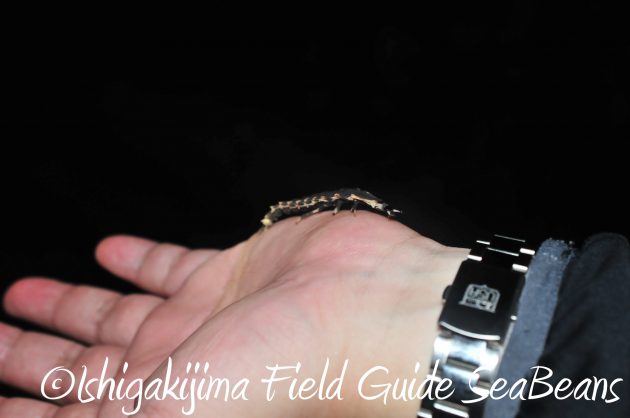 8月13日石垣島ナイトツアー5