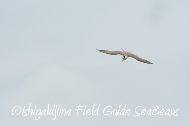 8月8日石垣島 バードウオッチング&野鳥撮影12