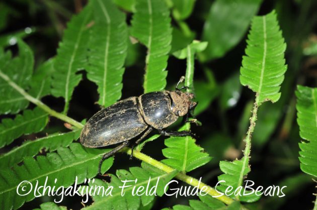 8月11日石垣島ナイトツアー14