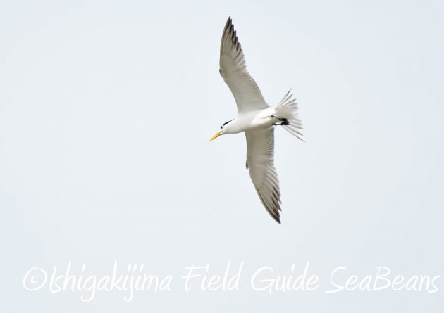 8月29日石垣島バードウオッチング&野鳥撮影3