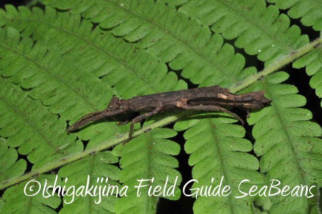 8月24日石垣島ナイトツアー15