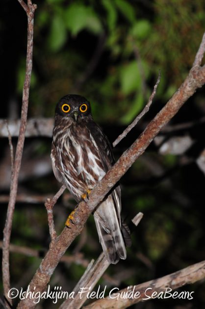 8月5日　石垣島ナイトツアー2