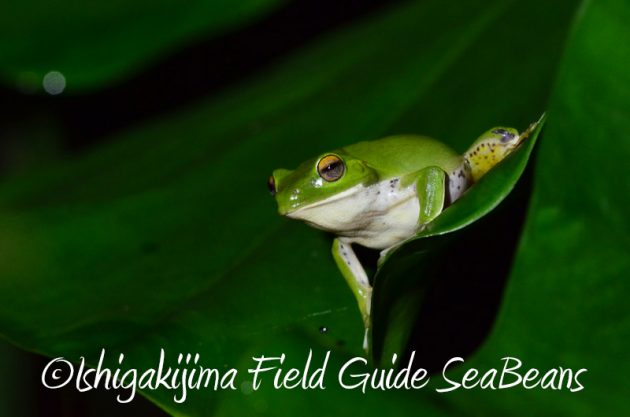 8月7日石垣島 ナイトツアー14