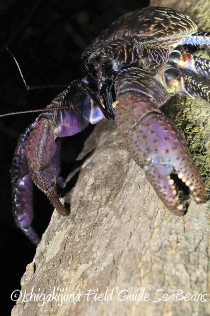 8月8日 石垣島ナイトツアー12