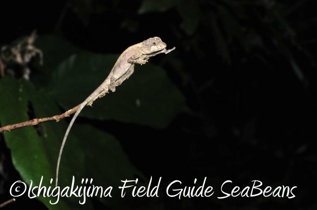 8月24日石垣島ナイトツアー4