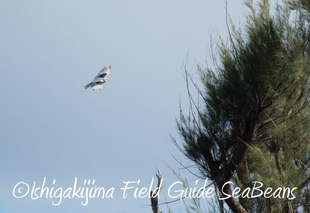 8月8日石垣島 バードウオッチング&野鳥撮影7