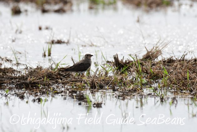 8月1日 石垣島 バードウオッチング 野鳥撮影7