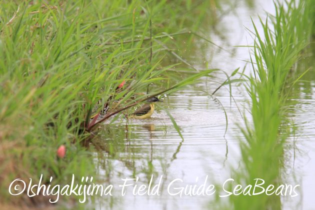 8月31日石垣島バードウオッチング＆野鳥撮影7