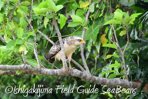 8月25日石垣島バードウオッチング＆野鳥撮影ガイド13