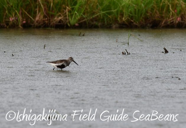 8月1日 石垣島 バードウオッチング 野鳥撮影3
