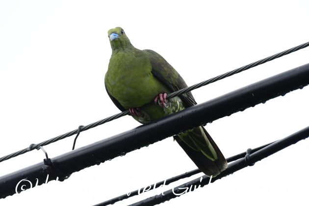 8月12日石垣島バードウオッチング＆野鳥撮影12