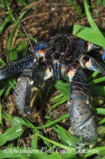 8月11日石垣島ナイトツアー15