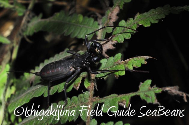 7月31日 石垣島ナイトツアー6