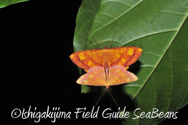 8月11日石垣島ナイトツアー16