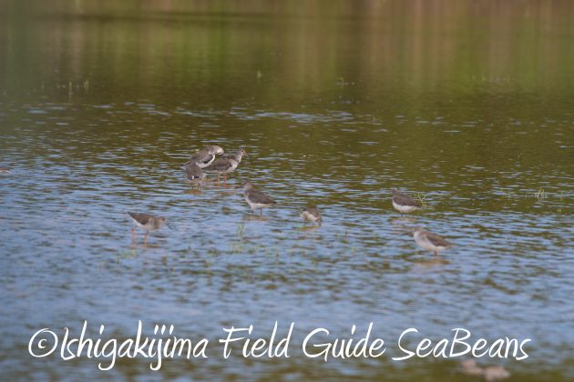 8月27日石垣島バードウオッチング＆野鳥撮影4