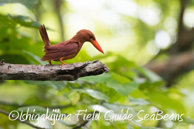 8月10日石垣島 バードウオッチング&野鳥撮影9
