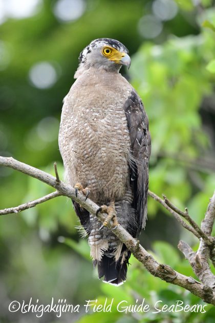 8月13日石垣島バードウオッチング＆野鳥撮影3