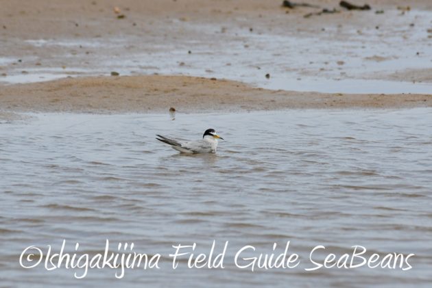 8月11日石垣島バードウオッチング＆野鳥撮影14