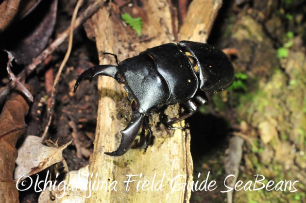 8月2日　石垣島ナイトツアー5