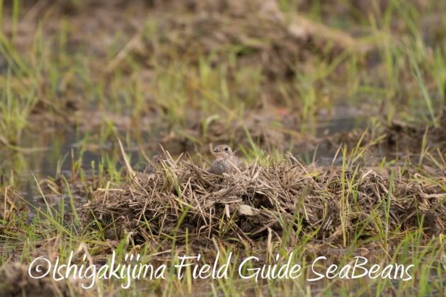 8月4日鳥獣保護区域等巡回調査2