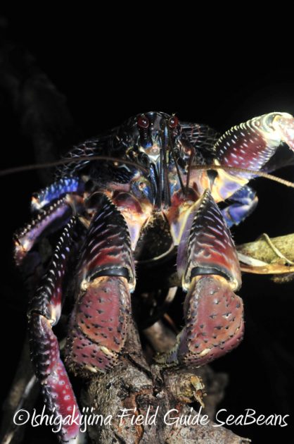 8月5日　石垣島ナイトツアー18