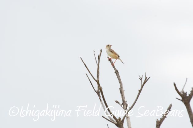 8月17日石垣島バードウオッチング&野鳥撮影20