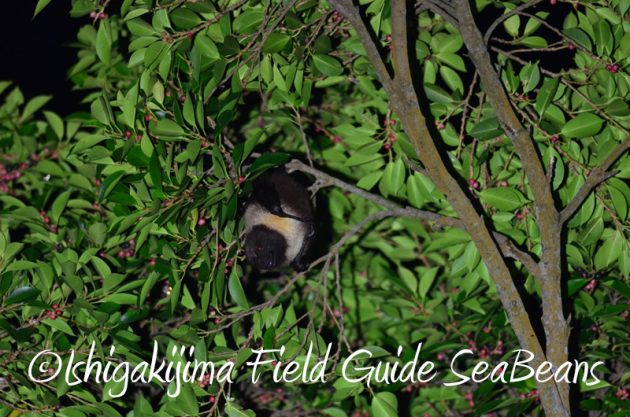 8月1日　石垣島ナイトツアー20