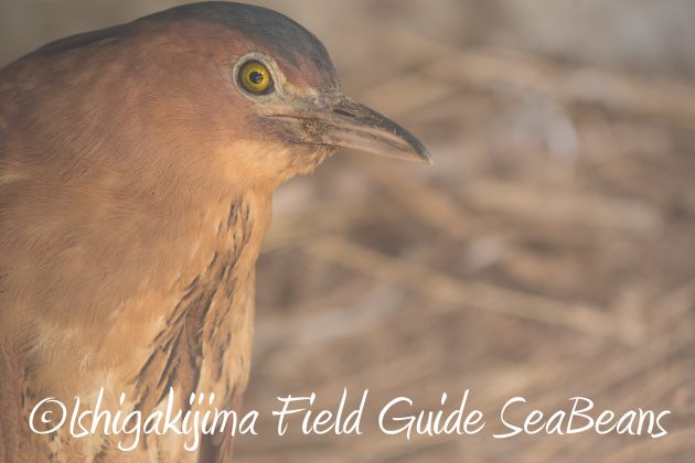 8.15石垣島バードウオッチング&野鳥撮影20