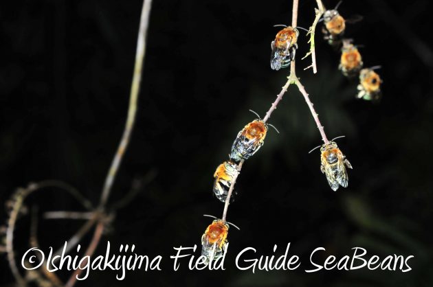 8月12日石垣島ナイトツアー12