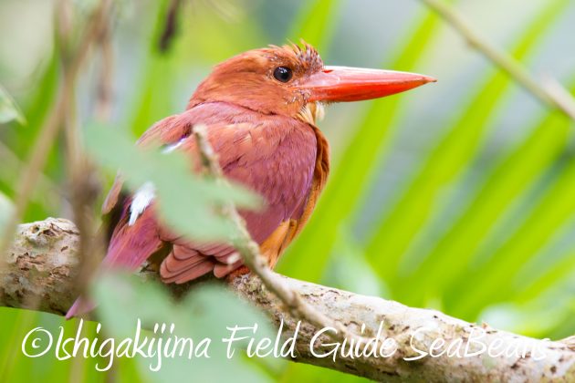 8月31日石垣島バードウオッチング＆野鳥撮影17
