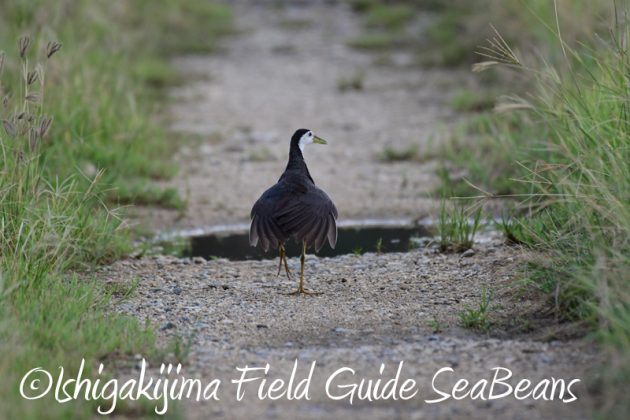 8月6日　石垣島の野鳥　バードウオッチング9