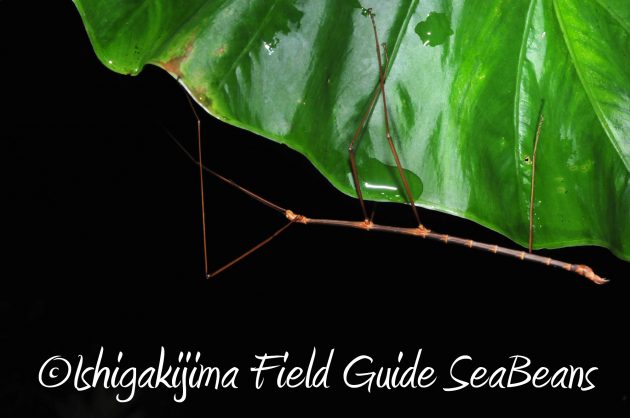 8月17日石垣島ナイトツアー8