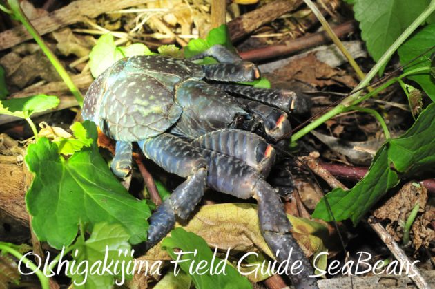 8月7日石垣島 ナイトツアー11