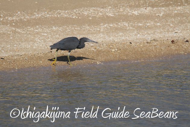 8月29日石垣島バードウオッチング&野鳥撮影2