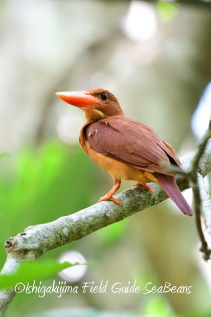 8月8日石垣島 バードウオッチング&野鳥撮影11