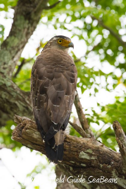 8月16日石垣島　バードウオッチング＆野鳥撮影ガイド6