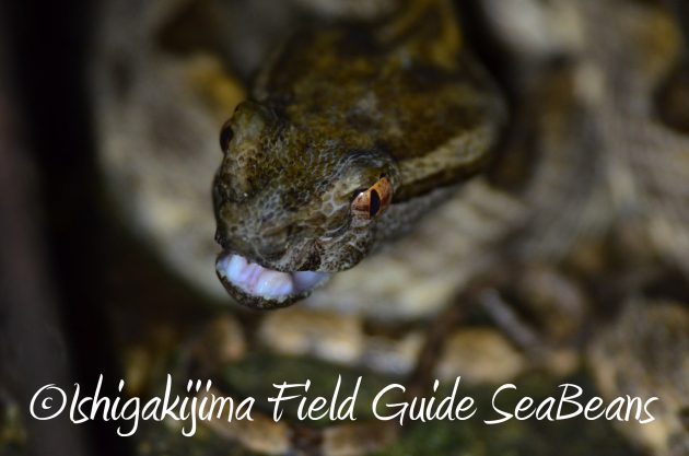 8月17日石垣島ナイトツアー13