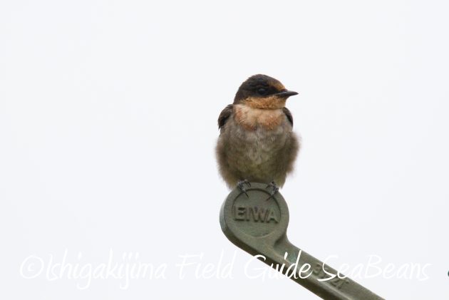 8月31日石垣島バードウオッチング＆野鳥撮影5