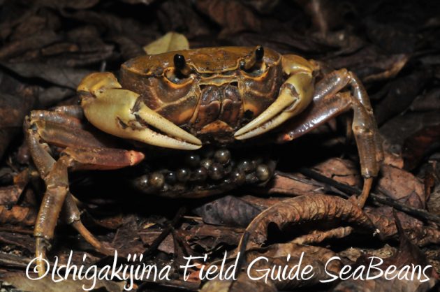 8月2日　石垣島ナイトツアー14