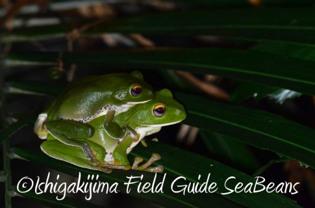 8月9日石垣島ナイトツアー14