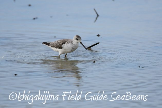8月2日石垣島　バードウオッチング　野鳥撮影5