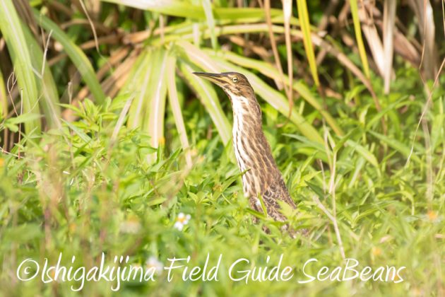 8月11日石垣島バードウオッチング＆野鳥撮影2