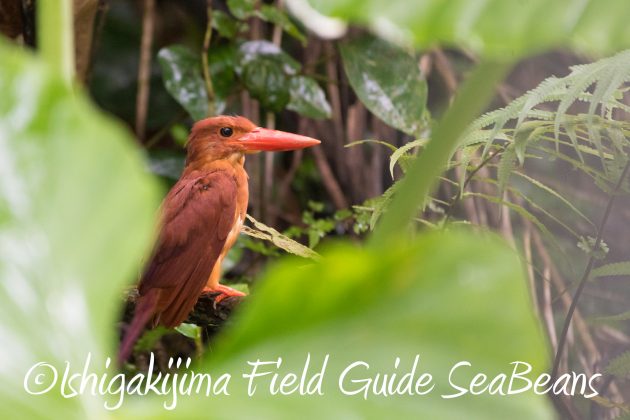 8月13日石垣島バードウオッチング＆野鳥撮影5