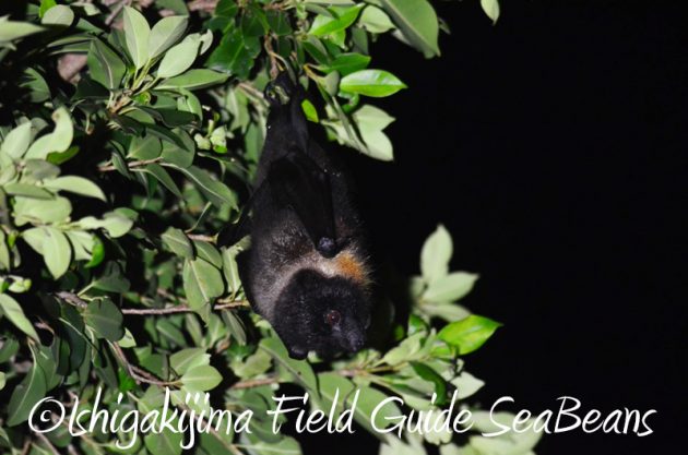 8月10日石垣島ナイトツアー8