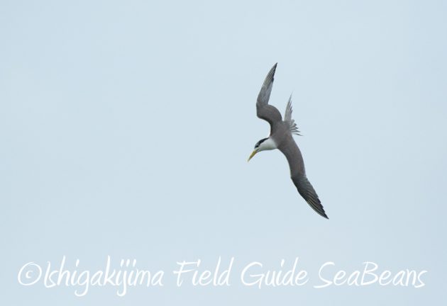 8月2日石垣島　バードウオッチング　野鳥撮影18