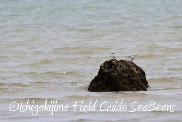 8月11日石垣島バードウオッチング＆野鳥撮影15