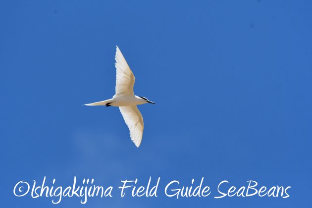 8.15石垣島バードウオッチング&野鳥撮影10