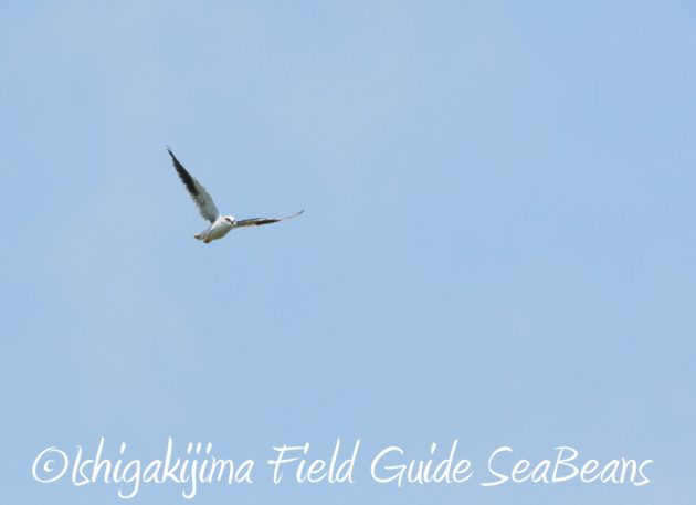 8月6日　石垣島の野鳥　バードウオッチング13